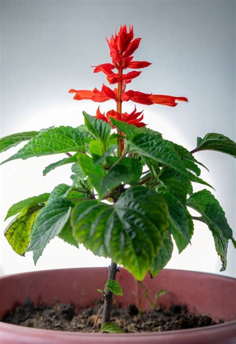 what reading on moisture meter for salvia in containers|red salvias in pots.